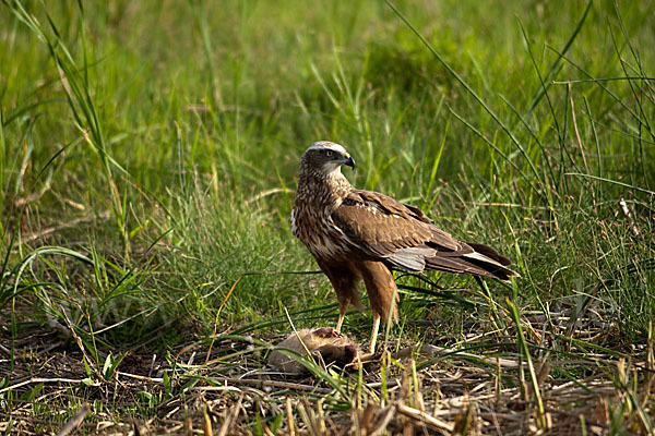 Rohrweihe (Circus aeruginosus)