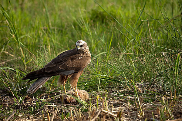 Rohrweihe (Circus aeruginosus)