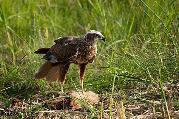 Rohrweihe (Circus aeruginosus)