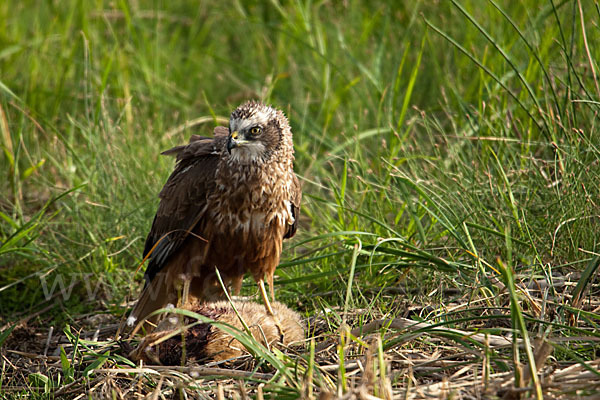 Rohrweihe (Circus aeruginosus)