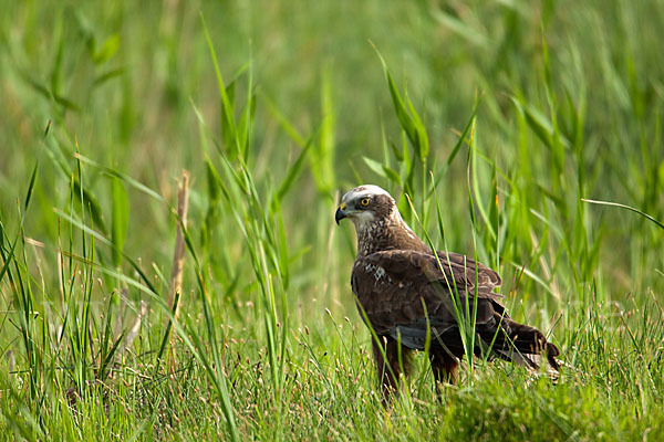 Rohrweihe (Circus aeruginosus)