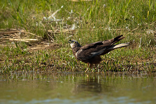 Rohrweihe (Circus aeruginosus)