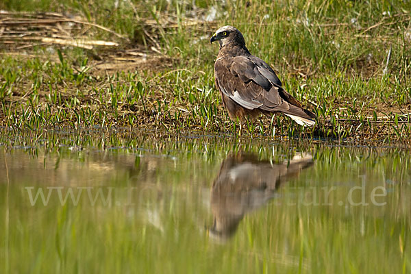 Rohrweihe (Circus aeruginosus)