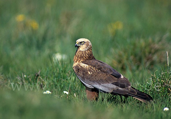 Rohrweihe (Circus aeruginosus)