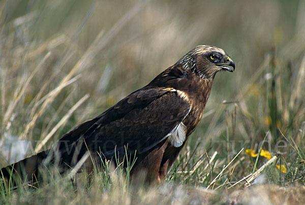 Rohrweihe (Circus aeruginosus)