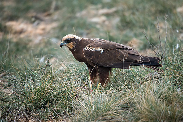 Rohrweihe (Circus aeruginosus)