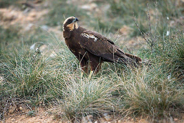 Rohrweihe (Circus aeruginosus)