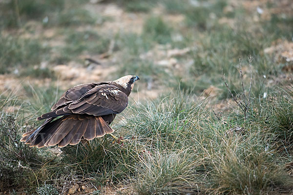 Rohrweihe (Circus aeruginosus)