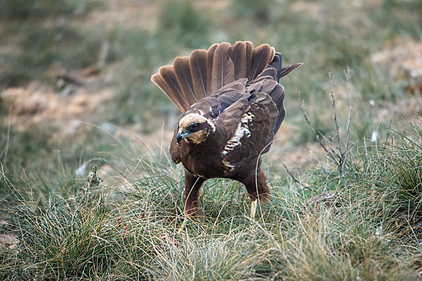 Rohrweihe (Circus aeruginosus)