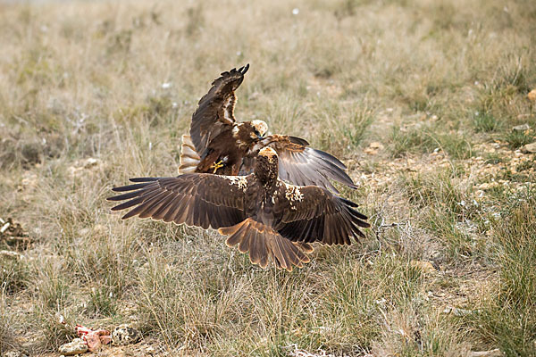 Rohrweihe (Circus aeruginosus)