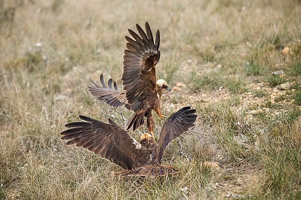 Rohrweihe (Circus aeruginosus)