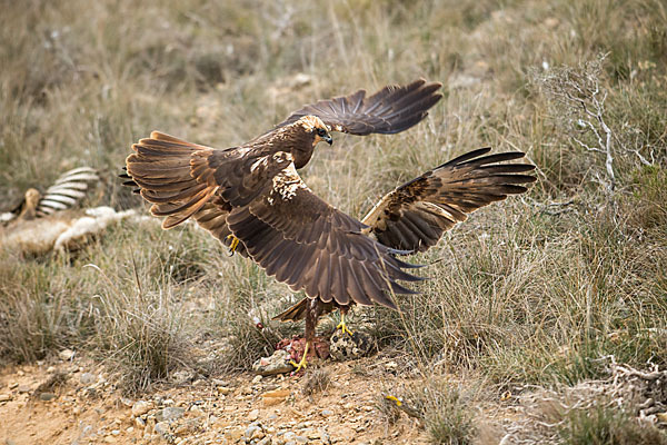 Rohrweihe (Circus aeruginosus)