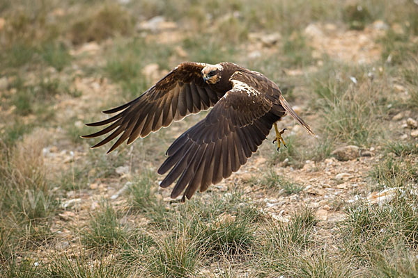 Rohrweihe (Circus aeruginosus)