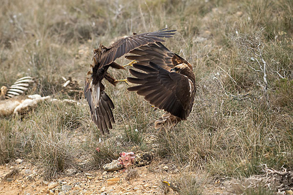 Rohrweihe (Circus aeruginosus)