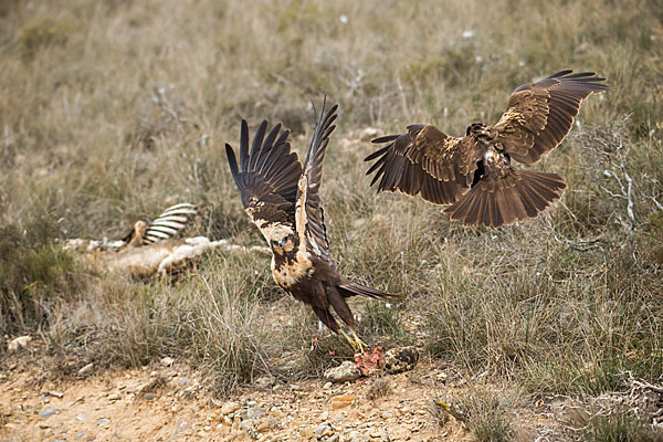 Rohrweihe (Circus aeruginosus)