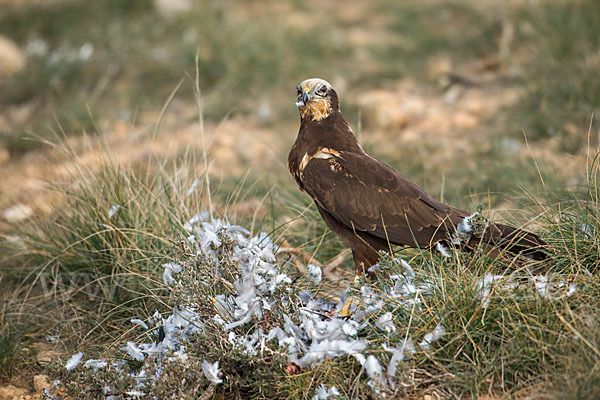 Rohrweihe (Circus aeruginosus)