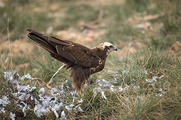 Rohrweihe (Circus aeruginosus)