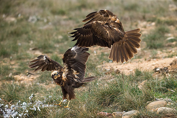 Rohrweihe (Circus aeruginosus)