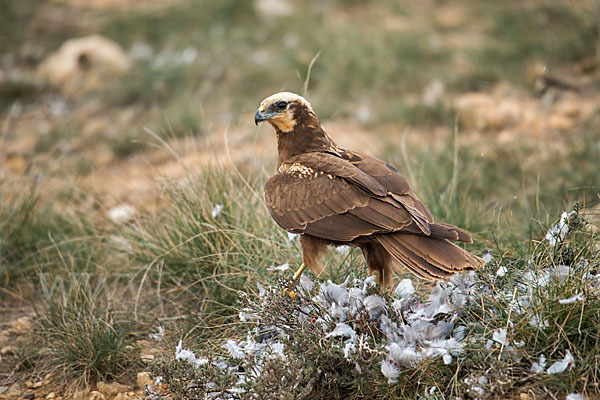 Rohrweihe (Circus aeruginosus)