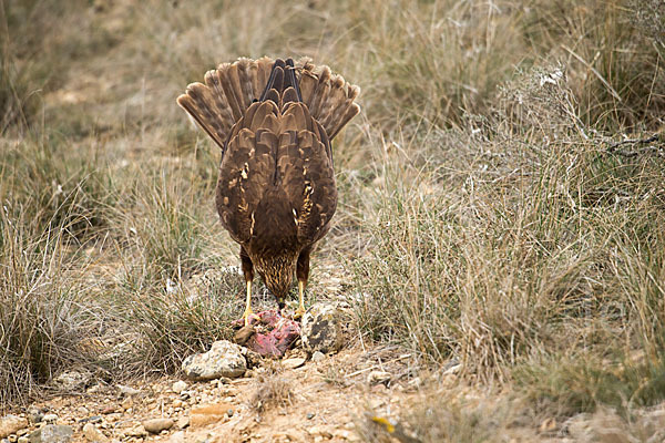 Rohrweihe (Circus aeruginosus)