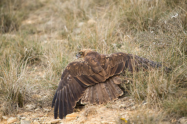 Rohrweihe (Circus aeruginosus)