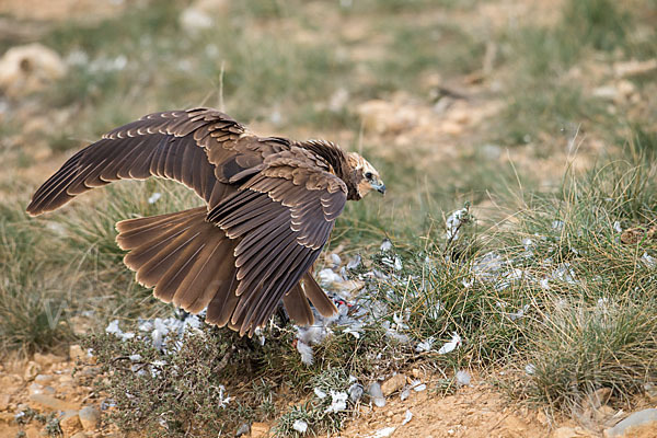 Rohrweihe (Circus aeruginosus)