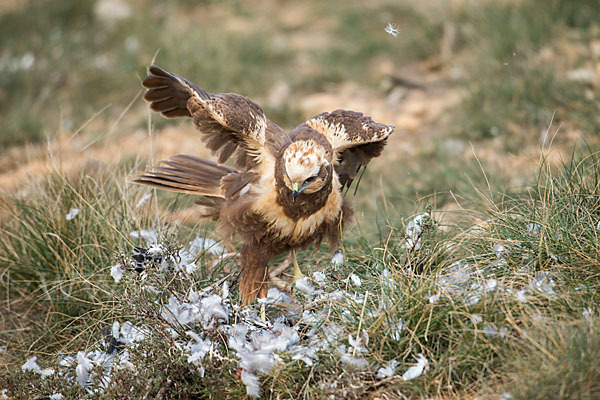 Rohrweihe (Circus aeruginosus)