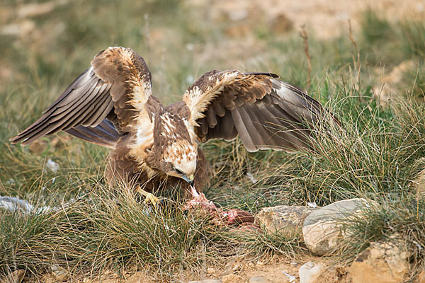 Rohrweihe (Circus aeruginosus)