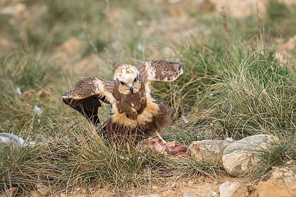 Rohrweihe (Circus aeruginosus)