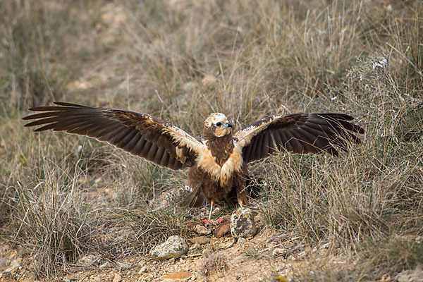 Rohrweihe (Circus aeruginosus)