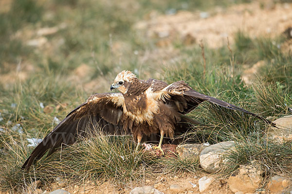 Rohrweihe (Circus aeruginosus)