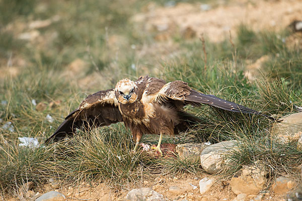 Rohrweihe (Circus aeruginosus)