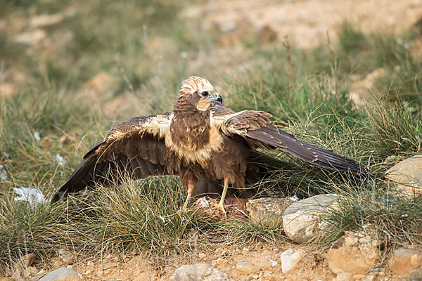 Rohrweihe (Circus aeruginosus)