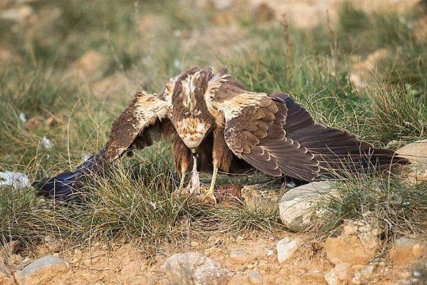 Rohrweihe (Circus aeruginosus)