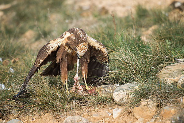 Rohrweihe (Circus aeruginosus)