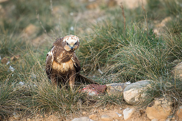 Rohrweihe (Circus aeruginosus)