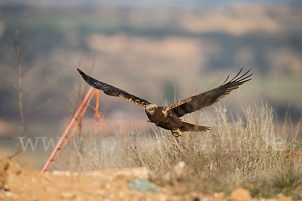 Rohrweihe (Circus aeruginosus)