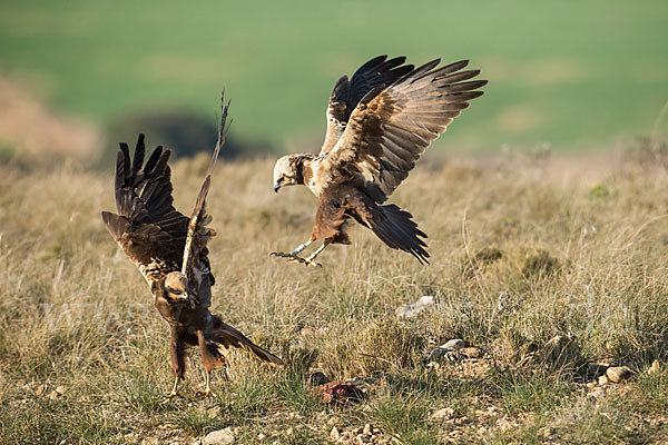 Rohrweihe (Circus aeruginosus)