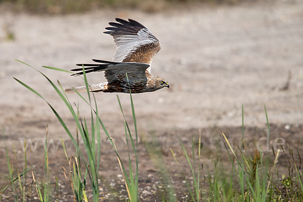 Rohrweihe (Circus aeruginosus)