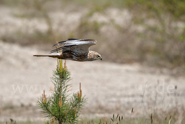 Rohrweihe (Circus aeruginosus)