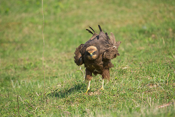 Rohrweihe (Circus aeruginosus)