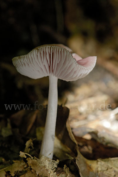 Rosa Rettichhelmling (Mycena rosea)