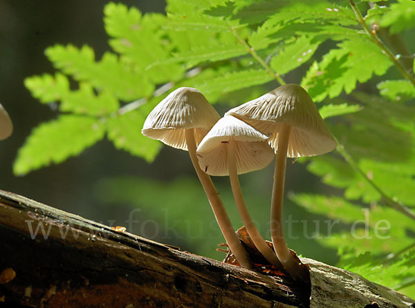 Rosablättriger Helmling (Mycena galericulata)