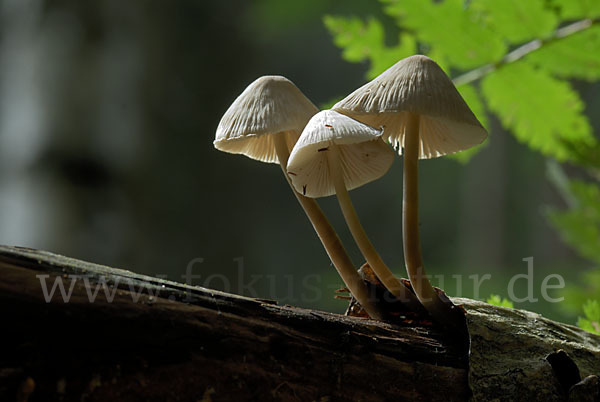 Rosablättriger Helmling (Mycena galericulata)