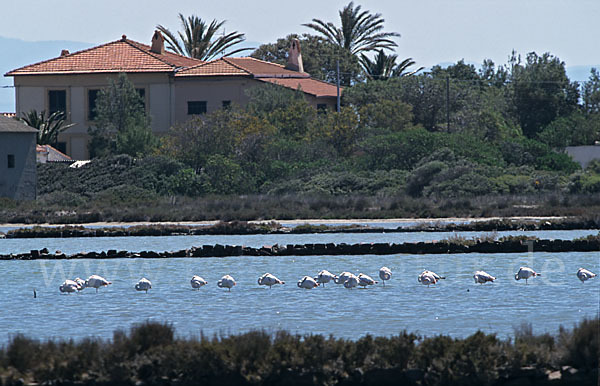 Rosaflamingo (Phoenicopterus roseus)