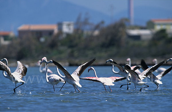 Rosaflamingo (Phoenicopterus roseus)