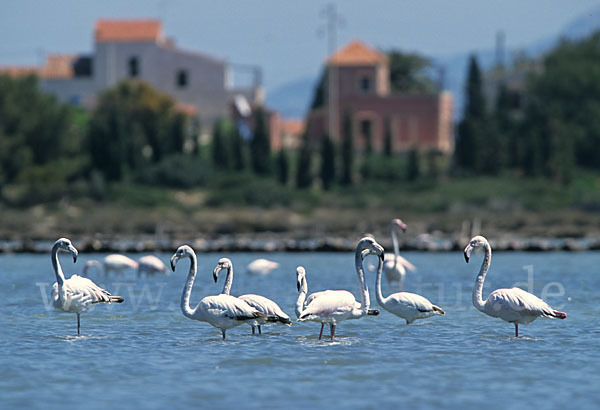 Rosaflamingo (Phoenicopterus roseus)