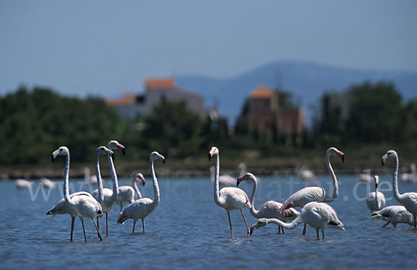 Rosaflamingo (Phoenicopterus roseus)