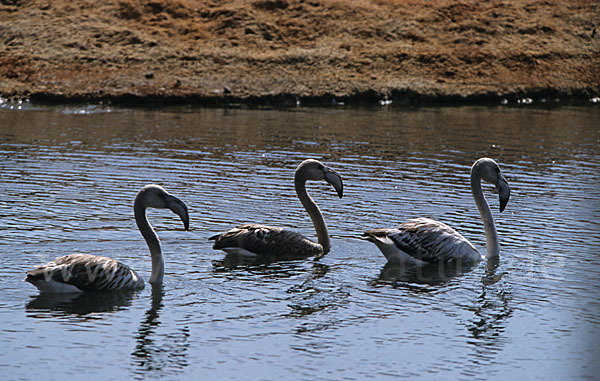 Rosaflamingo (Phoenicopterus roseus)