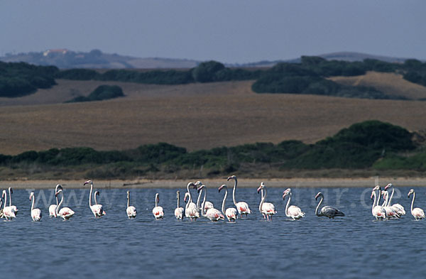 Rosaflamingo (Phoenicopterus roseus)